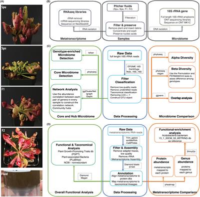 The microbiome and metatranscriptome of a panel from the Sarracenia mapping population reveal complex assembly and function involving host influence